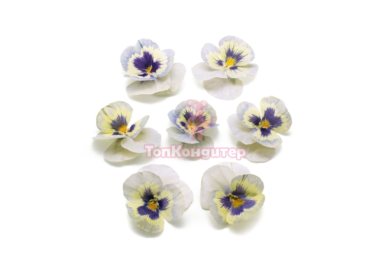 Виола обезвоженная "Ледяная сказка" объемная 15 шт